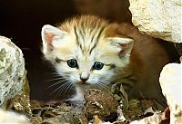 Fauna & Flora: sand cat kitten