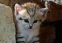 Fauna & Flora: sand cat kitten