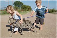 TopRq.com search results: savannah cat