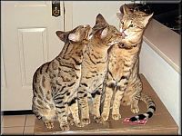 Fauna & Flora: savannah cat