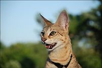 Fauna & Flora: savannah cat