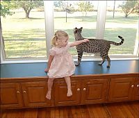 TopRq.com search results: savannah cat