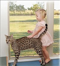 Fauna & Flora: savannah cat