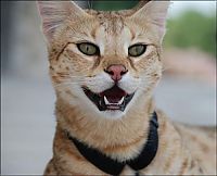 TopRq.com search results: savannah cat