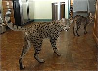 Fauna & Flora: savannah cat