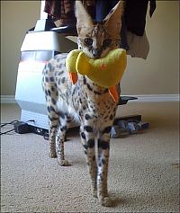 TopRq.com search results: savannah cat