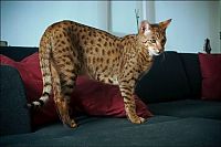 Fauna & Flora: savannah cat
