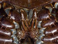 TopRq.com search results: horseshoe crab