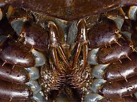 Fauna & Flora: horseshoe crab