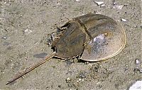 Fauna & Flora: horseshoe crab