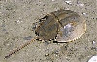 TopRq.com search results: horseshoe crab