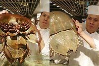 TopRq.com search results: horseshoe crab