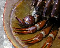 Fauna & Flora: horseshoe crab