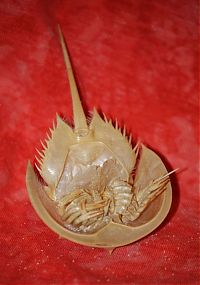 Fauna & Flora: horseshoe crab