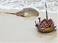 Fauna & Flora: horseshoe crab