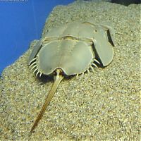 Fauna & Flora: horseshoe crab