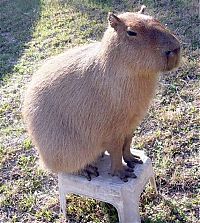 Fauna & Flora: Caplin Rous capybara