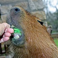 Fauna & Flora: Caplin Rous capybara