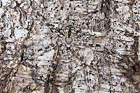 TopRq.com search results: camouflage animals
