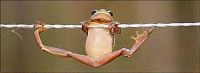 Fauna & Flora: frog on a string