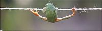 Fauna & Flora: frog on a string