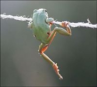 TopRq.com search results: frog on a string