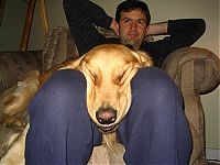 TopRq.com search results: dog, a man's best friend