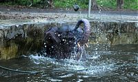 Fauna & Flora: baby elephant rescued from drowning