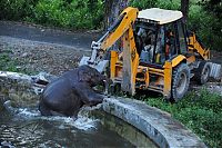 Fauna & Flora: baby elephant rescued from drowning