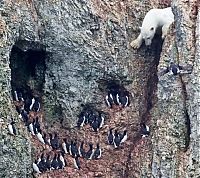 Fauna & Flora: polar bear climbing for food