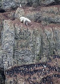 Fauna & Flora: polar bear climbing for food