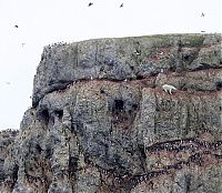 Fauna & Flora: polar bear climbing for food