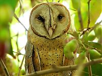 Fauna & Flora: owl birds