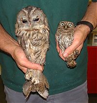 Fauna & Flora: owl birds