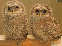 Fauna & Flora: owl birds