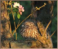 Fauna & Flora: owl birds