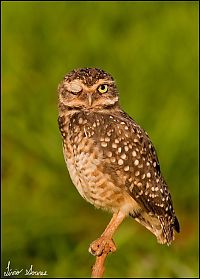 Fauna & Flora: owl birds