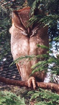 Fauna & Flora: owl birds