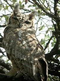 Fauna & Flora: owl birds