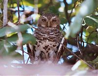 Fauna & Flora: owl birds