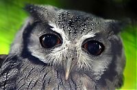 Fauna & Flora: owl birds