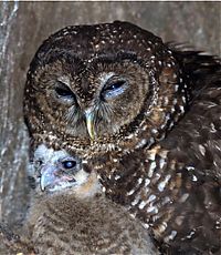 Fauna & Flora: owl birds