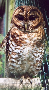 Fauna & Flora: owl birds