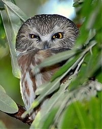 Fauna & Flora: owl birds