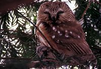 Fauna & Flora: owl birds