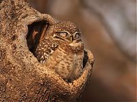 Fauna & Flora: owl birds