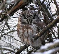 Fauna & Flora: owl birds