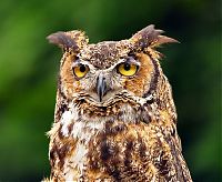 Fauna & Flora: owl birds