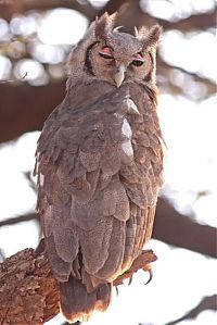 Fauna & Flora: owl birds