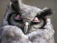 Fauna & Flora: owl birds
